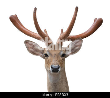 Eld deer (Rucervus eldi) tête isolé sur fond blanc Banque D'Images