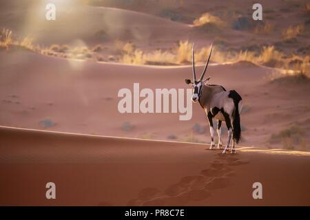 Un solitaire (Oryx gazella oryx) immobile au-dessus d'une dune de sable ridge regardant la caméra, avec éclairage de fond de coucher du soleil et des reflets. Dans Sossusvl Banque D'Images