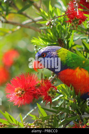 Rainbow Lorikeet, Trichoglossus haematodus parmi les fleurs de Bottlebrush rouge, Callistemon Banque D'Images