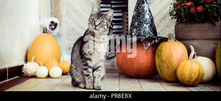 Décoration Halloween porte avant avec différentes tailles et formes des citrouilles. Cat le porche décoré pour l'Halloween, Thanksgiving, saison d'automne banne Banque D'Images