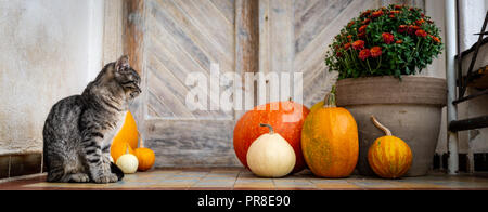 Décoration Halloween porte avant avec différentes tailles et formes des citrouilles. Cat le porche décoré pour l'Halloween, Thanksgiving, saison d'automne banne Banque D'Images