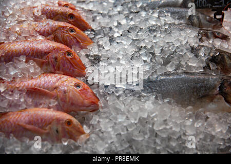 L'angle de la vie toujours élevée de matières premières diverses Poissons frais refroidissement sur lit de glace froide dans les fruits de mer Stand with Copy Space Banque D'Images