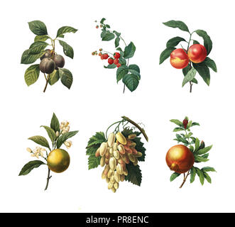 Série d'illustrations du 19e siècle de la prune, de framboise, de pêche, d'orange, raisin blanc et la Grenade. Gravure par Pierre-Joseph Redoute. Pu Banque D'Images