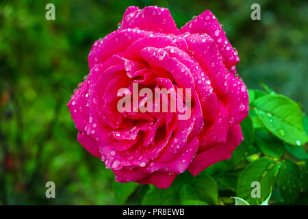 Roses rouges et feuilles vertes couvertes de gouttes de pluie, l'Ariège, France Banque D'Images