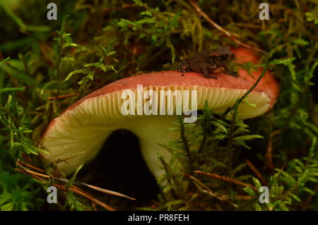 Grenouille sur champignon fragile russula bouchon rouge dans les bosquets de mousse de forêt Banque D'Images