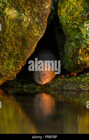 Le Campagnol de l'eau (Arvicola amphibius), Kent, UK. Dans le mur de pierre. Février 2015 Banque D'Images