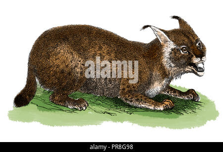 19ème siècle Illustration d'un lynx. Publié dans Bilder-Atlas Systematischer zum Conversations-Lexikon Ikonographische Encyklopedie, der Wissenschaf Banque D'Images