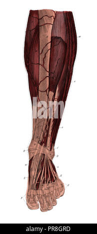 19ème siècle illustration de la jambe gauche de l'avant après avoir enlevé la peau et le fascia. Publié dans Bilder-Atlas Conversations-Le Systematischer zum Banque D'Images