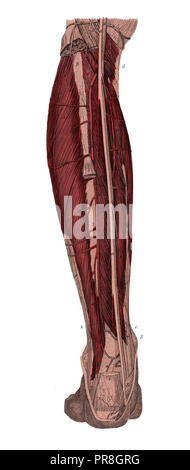 19ème siècle illustration du bas de la jambe gauche de l'arrière, après la dépose de la couche de peau et la coquille. Publié dans Systematischer Bilder-A Banque D'Images