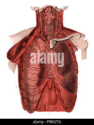 19ème siècle Illustration d'une vue de face du thorax humain. Publié dans Bilder-Atlas Systematischer zum Conversations-Lexikon Ikonographische Encyklo, Banque D'Images