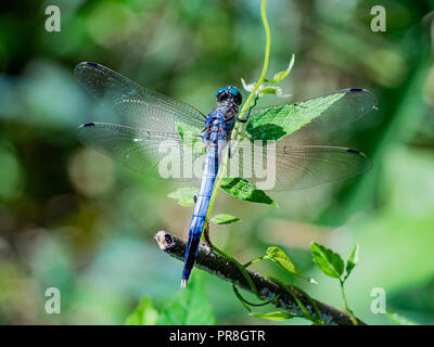 Bleu libellule japonaise repose sur une feuille le long d'une des zones humides peu profondes dans une réserve naturelle dans le centre japonais Kanagawa, JapanIGITAL CAMERA Banque D'Images