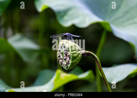 Une libellule bleue japonaise repose sur un lotus pod dans une terre humide dans une réserve naturelle dans le centre japonais Kanagawa, Japon Banque D'Images