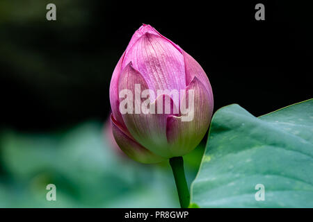 Un gros plan sur une grande fleur de lotus attend d'ouvrir dans une petite zone humide dans un parc forestier et préserver la nature dans le centre de Kanagawa, Prefecture, Japan. Banque D'Images