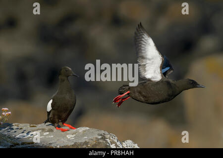 Le guillemot à miroir (Cepphus grylle). L'île de Flatey, Islande, Breiðafjörður. Juillet 2015 Banque D'Images