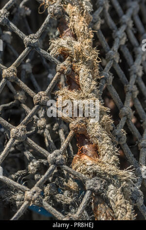 Des scènes du port autour de Newquay, Cornwall. Gros plan sur la corde effilochée d'une marmite de crabe. Banque D'Images