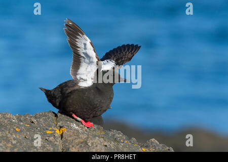 Le guillemot à miroir (Cepphus grylle). L'île de Flatey, Islande, Breiðafjörður. Juillet 2015 Banque D'Images