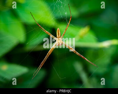 Une araignée attend une proie sur son site web parmi les fleurs sauvages au bord d'une rivière dans la préfecture de Kanagawa, Japon Banque D'Images