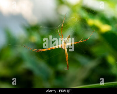 Une araignée attend une proie sur son site web parmi les fleurs sauvages au bord d'une rivière dans la préfecture de Kanagawa, Japa Banque D'Images