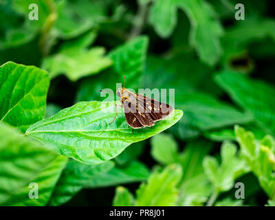 Un skipper butterfly repose sur une feuille alors qu'il se nourrit de petites fleurs sauvages au bord d'une rivière dans la région de Kanagawa, Japon. Banque D'Images