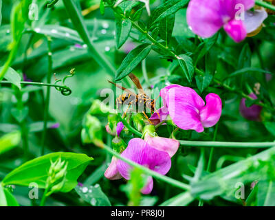 Un papier japonais wasp rss de fleurs sauvages au bord d'une rivière dans la région de Kanagawa, Japon Banque D'Images