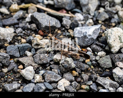 Une grande sauterelle japonais se trouve amonth le gravier dans un petit sentier de marche dans le centre de Kanagawa, Japon. Banque D'Images