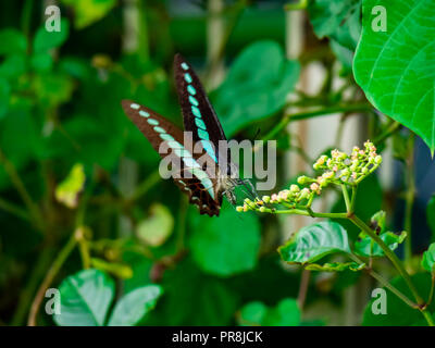 Bleue papillon se nourrit de la floraison de la vigne le long d'une clôture dans le centre de la préfecture de Kanagawa, au Japon. Banque D'Images