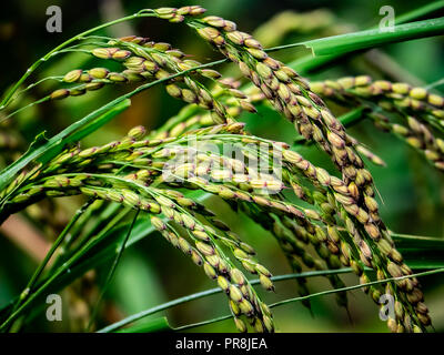 Le riz, mûr pour la moisson, pousse dans un petit marais préserver dans le centre de la préfecture de Kanagawa, Japon Banque D'Images