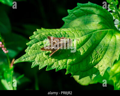 Un skipper butterfly repose sur une feuille alors qu'il se nourrit de petites fleurs sauvages au bord d'une rivière dans la région de Kanagawa, Japon. Banque D'Images