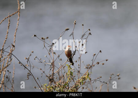 Common waxbill près d'une rivière dans le nord du Portugal Banque D'Images