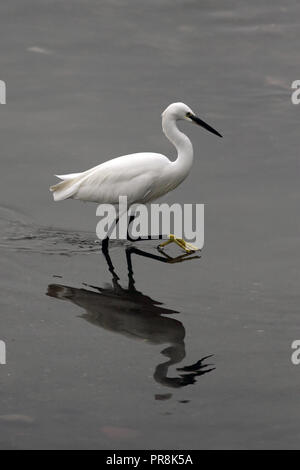 Image détaillée d'une belle Aigrette neigeuse la pêche dans une rivière dans le nord du Portugal Banque D'Images