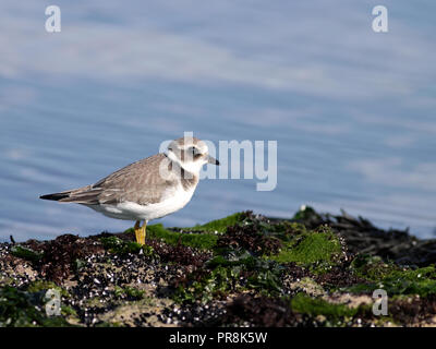 Image Détaillée De Beaux Oiseaux De Rivage Peu La Mer à