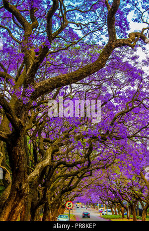 Un arbre fleuri mauve Jacaranda à Pretoria en octobre Printemps Banque D'Images