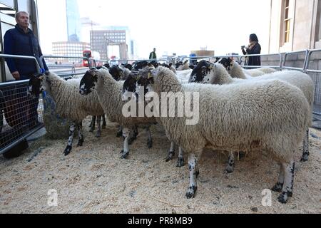 Alan Titchmarsh premier mouton drice 30/9/2018 Banque D'Images