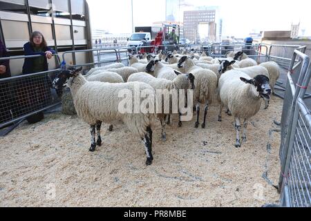 Alan Titchmarsh premier mouton drice 30/9/2018 Banque D'Images