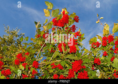 Baies rouge vif de Guelder-Rose, Viburnum opulus, against a blue sky Banque D'Images