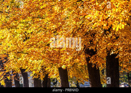 Châtaigniers, ruelle d'automne Aesculus hippocastanum feuilles jaunes d'automne feuillage d'automne couleurs d'automne arbres à feuilles caduques arbres jaunes d'automne dans le parc Banque D'Images