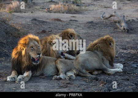 Frères lion couché ensemble après étancher leur soif à un point d'eau à proximité - image capturée dans le Parc National Kruger Banque D'Images