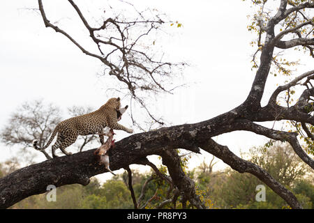 Un mâle dominant leopard traîne une nouvelle bushbuck tuer jusqu'à un chacal berry arbre dans le Parc National Kruger Banque D'Images