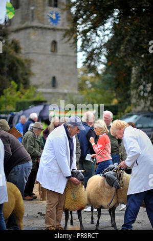 Juste des moutons Masham Yorkshire Angleterre UK Banque D'Images