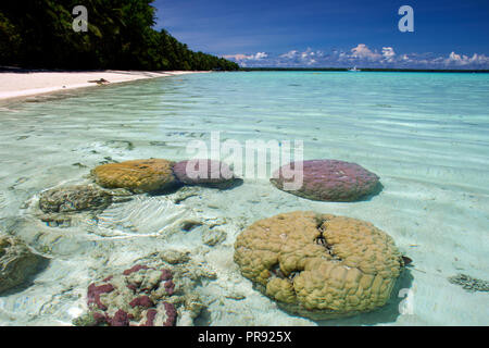 Têtes de corail, Porites sp. dans la zone peu profonde, d'une plage de sable blanc, Ant Atoll, Pohnpei, États fédérés de Micronésie Banque D'Images