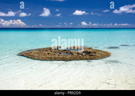 Tête de corail en zone peu profonde, d'une plage de sable blanc, Ant Atoll, Pohnpei, États fédérés de Micronésie Banque D'Images