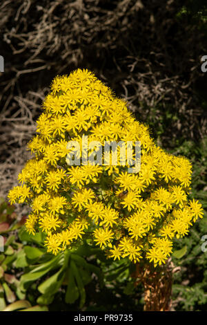 Aeonium arboreum, Arbre Houseleek Banque D'Images