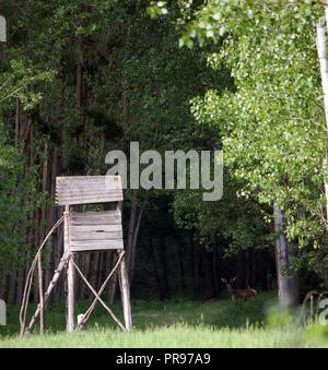 Hutte de chasse et les cerfs en forêt Banque D'Images