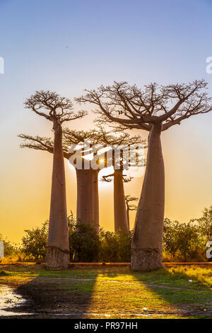 Incroyable coucher du soleil à Madagascar près de l'allée de baobab Banque D'Images