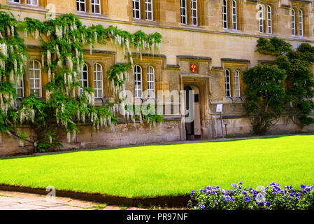 Wisteria couvert University College à Oxford, Angleterre. Banque D'Images