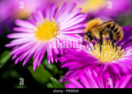 Aster rose fleurs attirant les abeilles pour nourrir, au Royaume-Uni. Carde commun - abeille Bombus pascuorum. L'alimentation de l'Abeille sur une fleur rose. Bumblebee. Banque D'Images