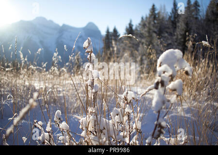 Soleil derrière le mont Rundle massif et l'allumage de l'herbe sèche de pointe argentée. Banque D'Images
