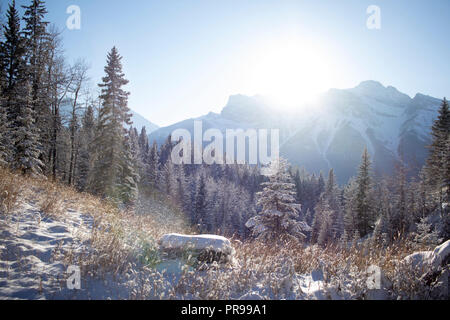 Soleil derrière le mont Rundle massif et l'allumage de l'herbe sèche de pointe argentée. Banque D'Images