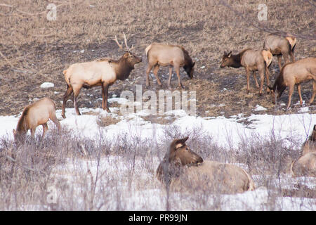 Le Canmore est l'alimentation du troupeau de wapitis à côté de l'autoroute au milieu de l'hiver. Banque D'Images