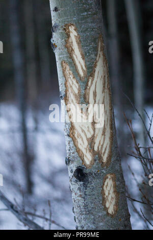 Rayures d'un ours sur un arbre dans les Rocheuses en hiver. Banque D'Images